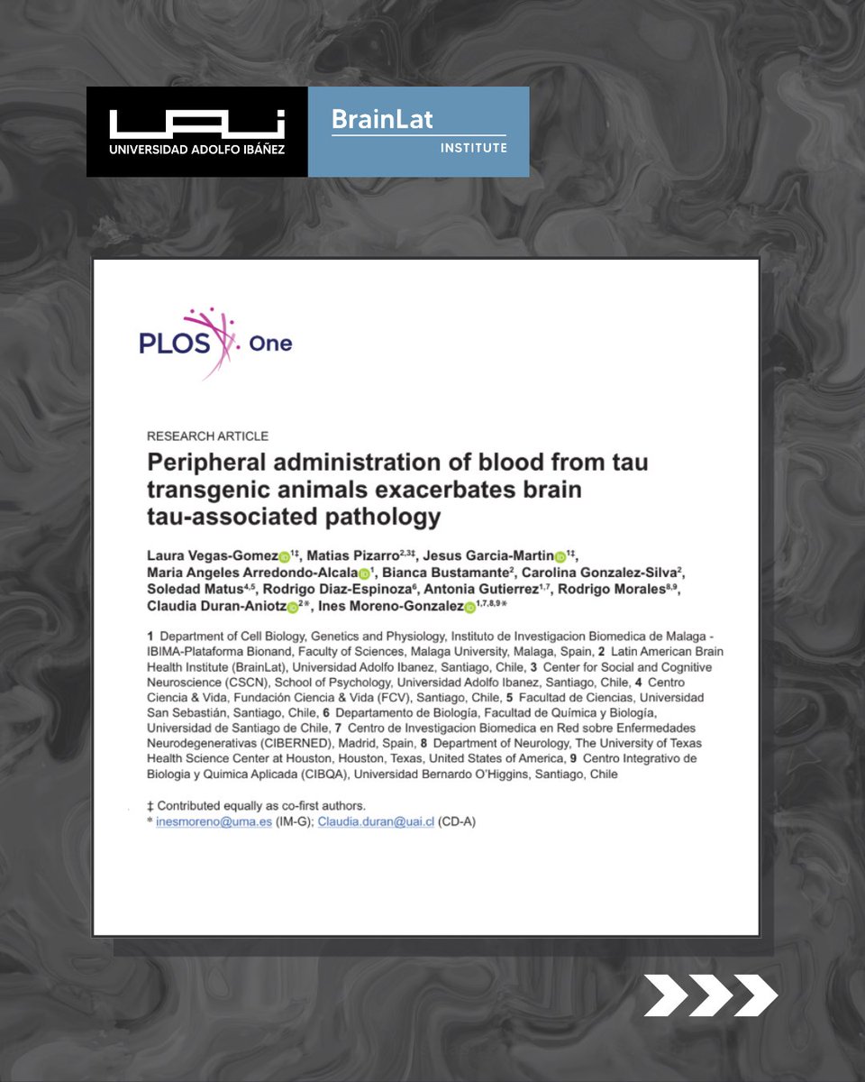 BrainlatUAI's tweet image. New research led by BrainLat UAI’s Durán-Aniotz, Pizarro & Vegas-Gómez shows that peripheral blood from tau transgenic mice worsens brain pathology and cognitive function.
Read here: doi.org/10.1371/journa…
@UAI_CL @Psicologia_UAI @gerochile @GBHI_Fellows @atlanticfellows
