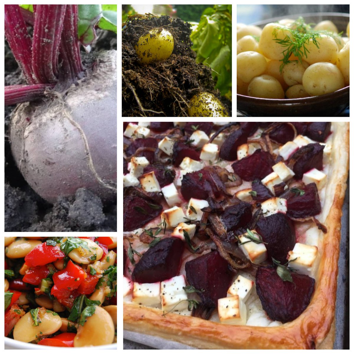CornwallK8's tweet image. Homemade beetroot and goats cheese tart tonight for dinner lovelies, with new potatoes and a butter bean salad. Some veggies homegrown too! Whose joining us!? 👩‍🍳👩‍🌾🫓🥔🥬🫑🍅🧀