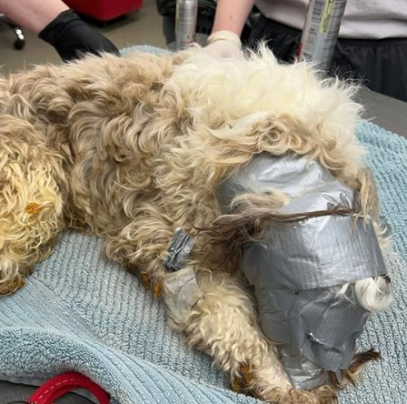 TheAnimalRescue's tweet image. Small dog, bound in duct tape, discarded in a dumpster rescued just in time: bit.ly/3Sz8TkZ