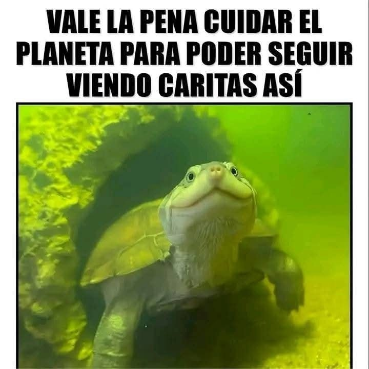 Rincón Curioso (@rincncuriosoo) on Twitter photo 