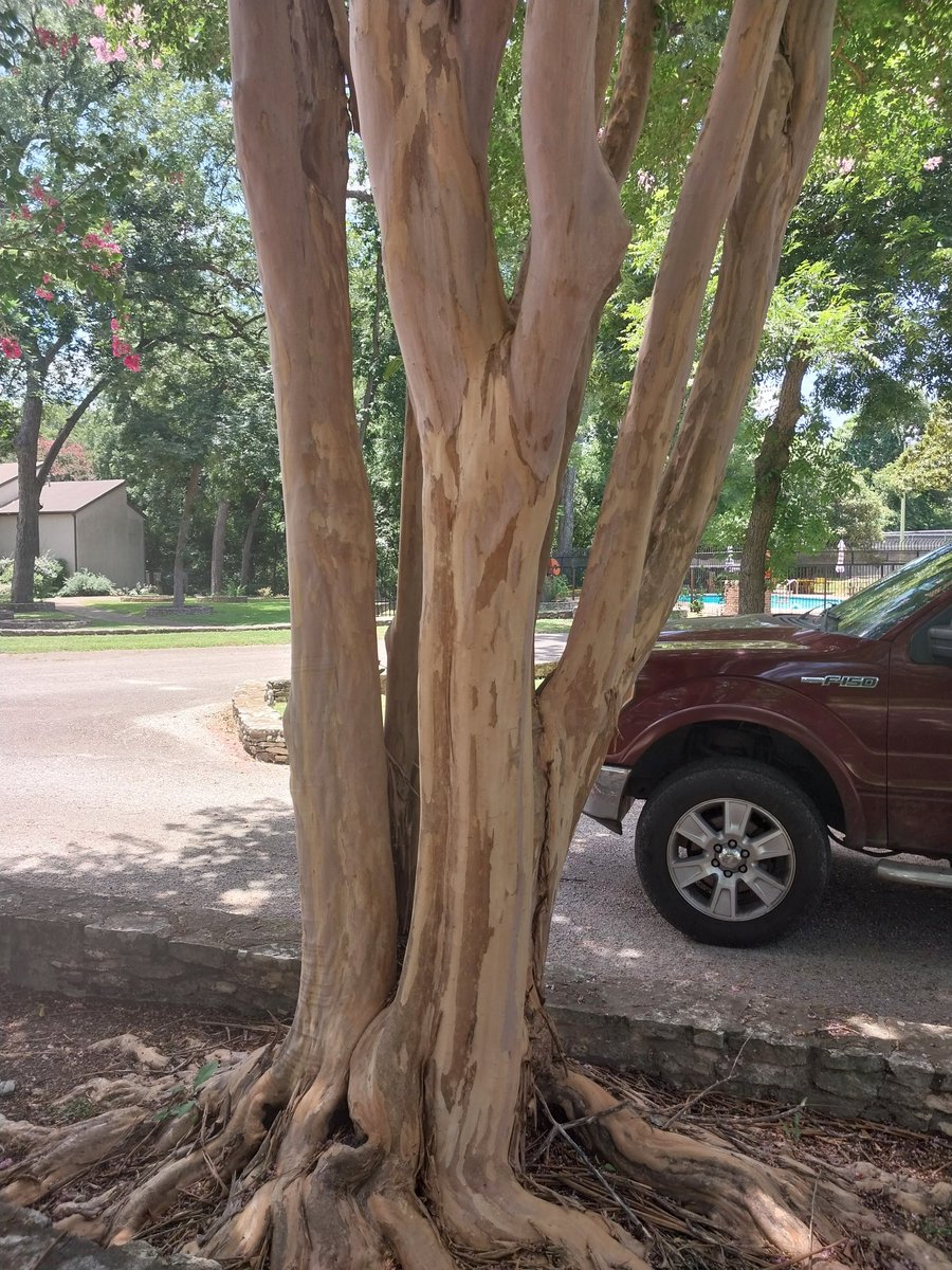 GuyNAustin's tweet photo. Since peeps respond so well to crepe myrtles, I got more pics on today's #SunStroll.
The F150 idling nearby is great for sensing the scale of the gigantic ancient myrtle with the faint purple blooms (2nd pic a detail of the trunk).
What are you doing in sunshine today? https://t.co/OMXwDkCJHe