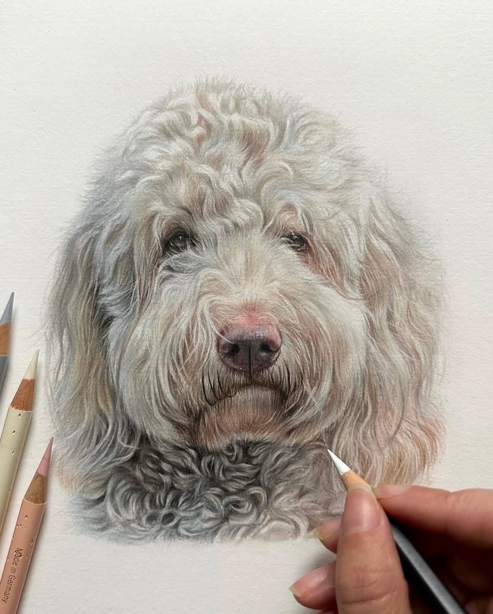 afra_art56's tweet image. Please Rate My Work pencil ✏️ drawing Out Of 1-10?
Order on 👇
💌 afrao4416@gmail.com