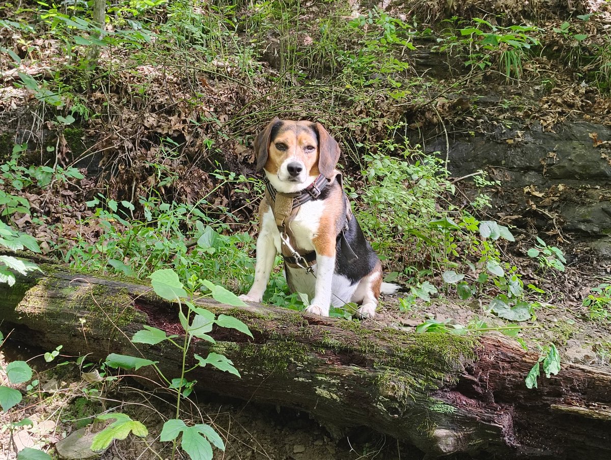 Vict0ry0rDeath's tweet image. Chillin&apos; in the woods.