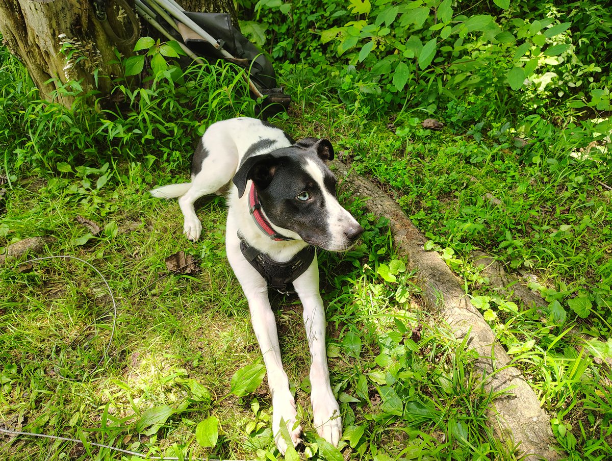 Vict0ry0rDeath's tweet image. Chillin&apos; in the woods.