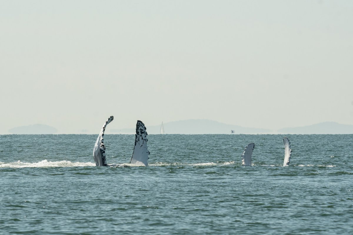 ThePWWA's tweet image. Happy Hump Day! π These adorable pictures of BCX1068 "Split Fluke" and her newest calf are just too much. Look how the little one mimics momma's moves. π₯Ή
π·: Sara Jenkins, @WildWhalesVan