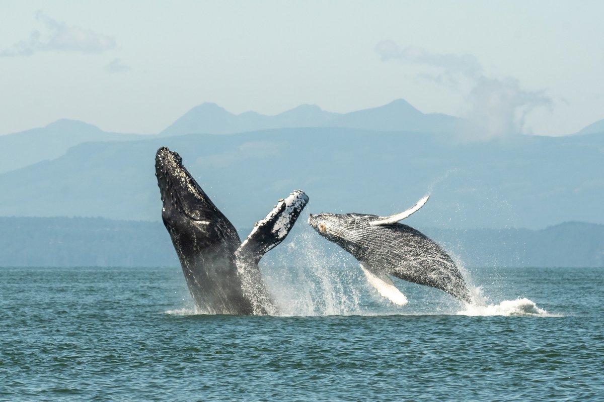 ThePWWA's tweet image. Happy Hump Day! π These adorable pictures of BCX1068 "Split Fluke" and her newest calf are just too much. Look how the little one mimics momma's moves. π₯Ή
π·: Sara Jenkins, @WildWhalesVan