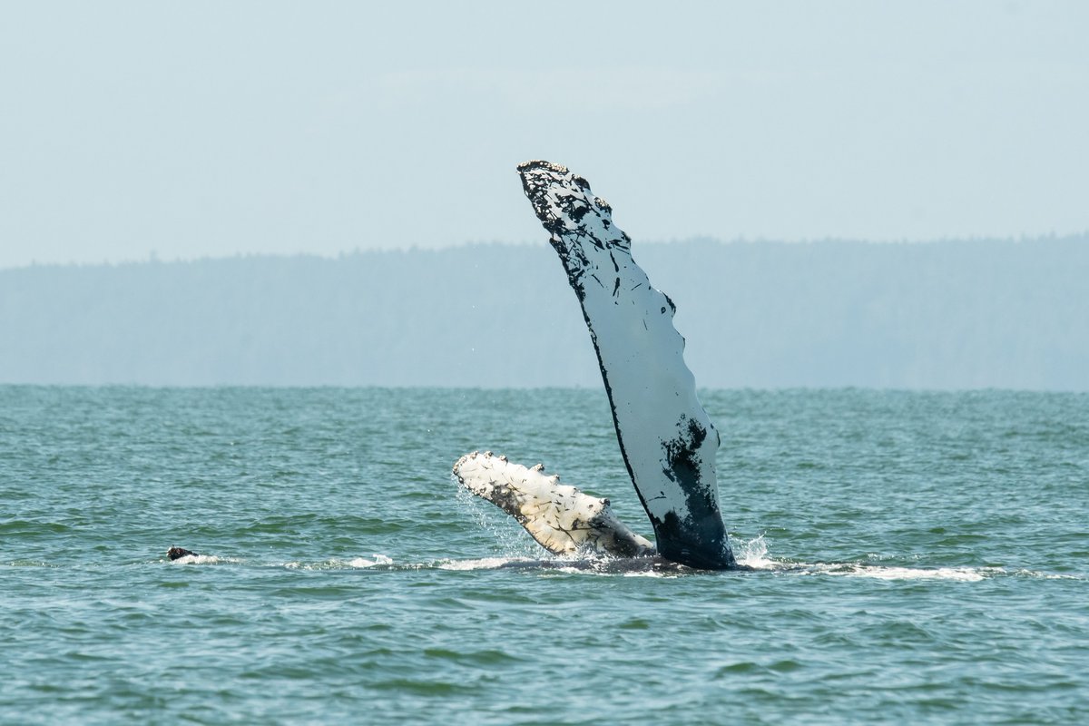 ThePWWA's tweet image. Happy Hump Day! π These adorable pictures of BCX1068 "Split Fluke" and her newest calf are just too much. Look how the little one mimics momma's moves. π₯Ή
π·: Sara Jenkins, @WildWhalesVan