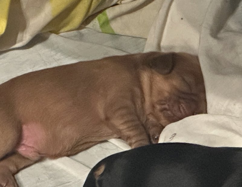 mushmoonz's tweet image. Hi everyone. Meet toshi. He is 5 days old and ready to farm $gamble with me soon. For now he is chunking up and getting his beauty rest.
@ToshiBet