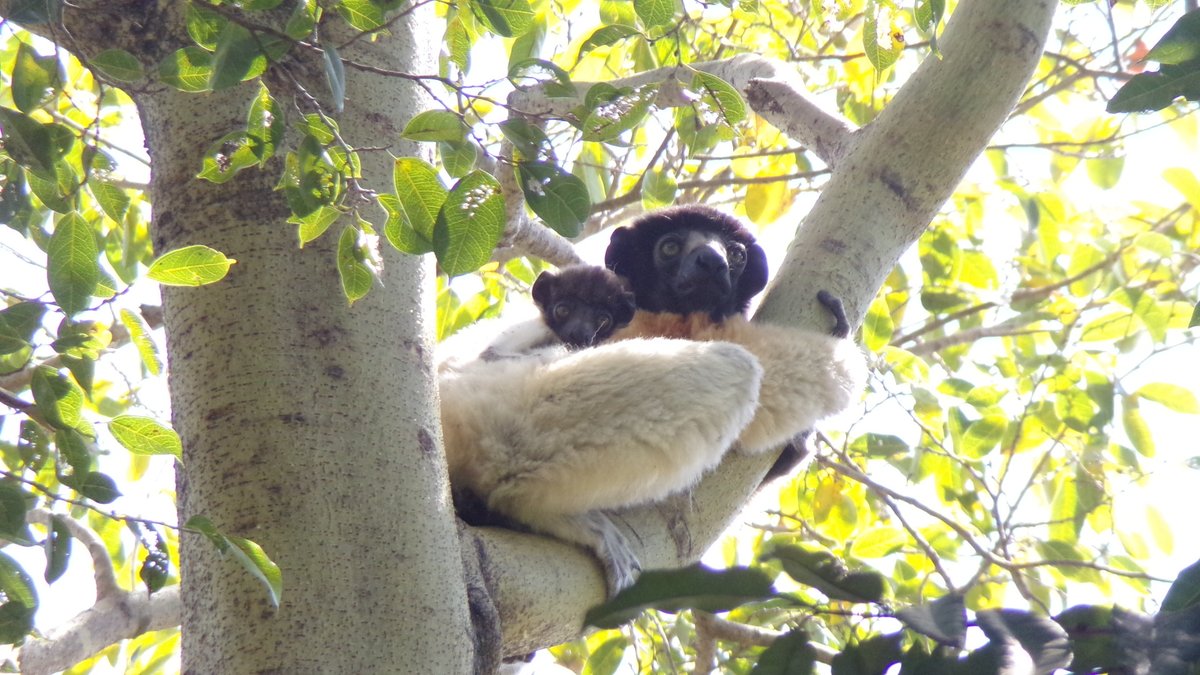 🌍🇲🇬 We’re proud to announce that IMPACT Madagascar is taking part in the 2025 Wildlife Ranger Challenge — &amp; we’re the only team representing #Madagascar! 

💚 Support our journey and help amplify the impact:
wildlife.rangerchallenge.org/campaigns/impa…

#WildlifeRangerChallenge #ForWildlifeRangers