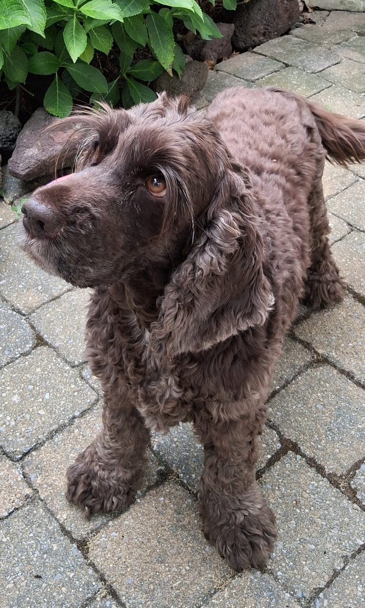 DeRavissante's tweet image. Adoptieoproep voor lieve Daantje – op zoek naar een warm thuis!
Maak kennis met Daantje, een super lieve en vriendelijke teef van 9 jaar (geboren april 2016) die op zoek is naar een nieuw thuis omdat haar beide eigenaren ernstig ziek zijn en niet meer voor haar kunnen zorgen.…