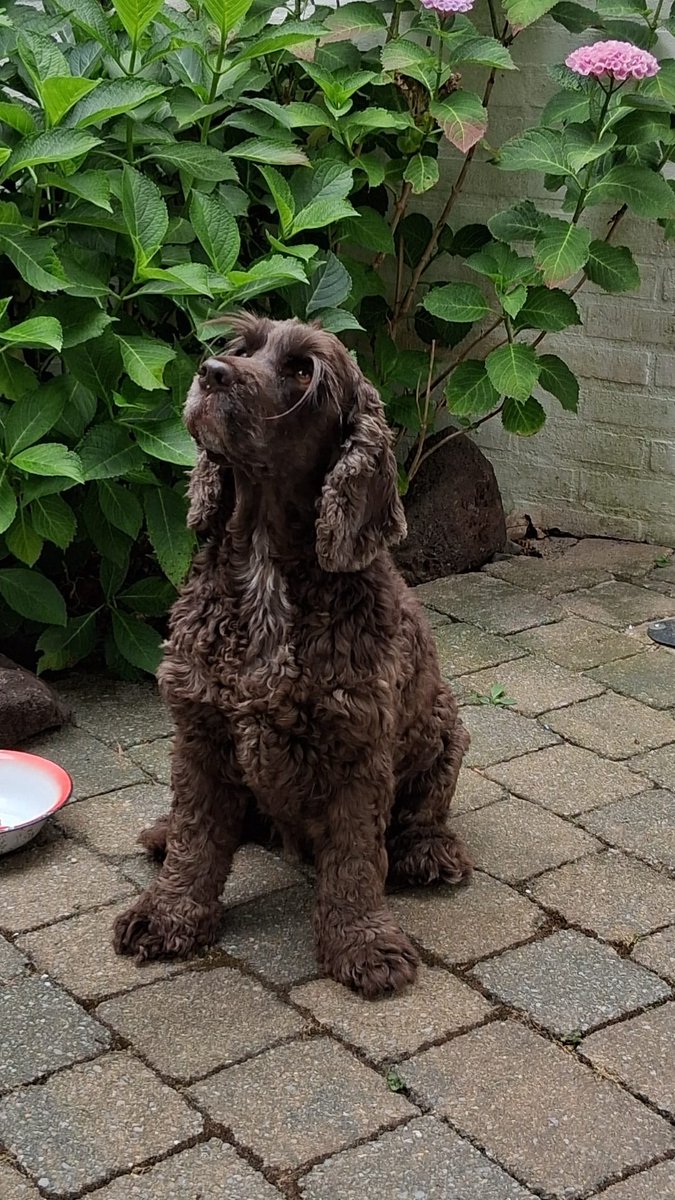 DeRavissante's tweet image. Adoptieoproep voor lieve Daantje – op zoek naar een warm thuis!
Maak kennis met Daantje, een super lieve en vriendelijke teef van 9 jaar (geboren april 2016) die op zoek is naar een nieuw thuis omdat haar beide eigenaren ernstig ziek zijn en niet meer voor haar kunnen zorgen.…
