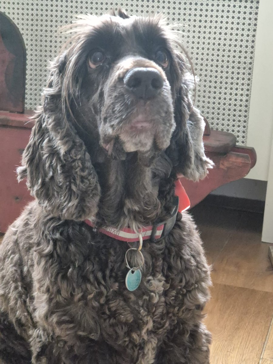 DeRavissante's tweet image. Adoptieoproep voor lieve Daantje – op zoek naar een warm thuis!
Maak kennis met Daantje, een super lieve en vriendelijke teef van 9 jaar (geboren april 2016) die op zoek is naar een nieuw thuis omdat haar beide eigenaren ernstig ziek zijn en niet meer voor haar kunnen zorgen.…
