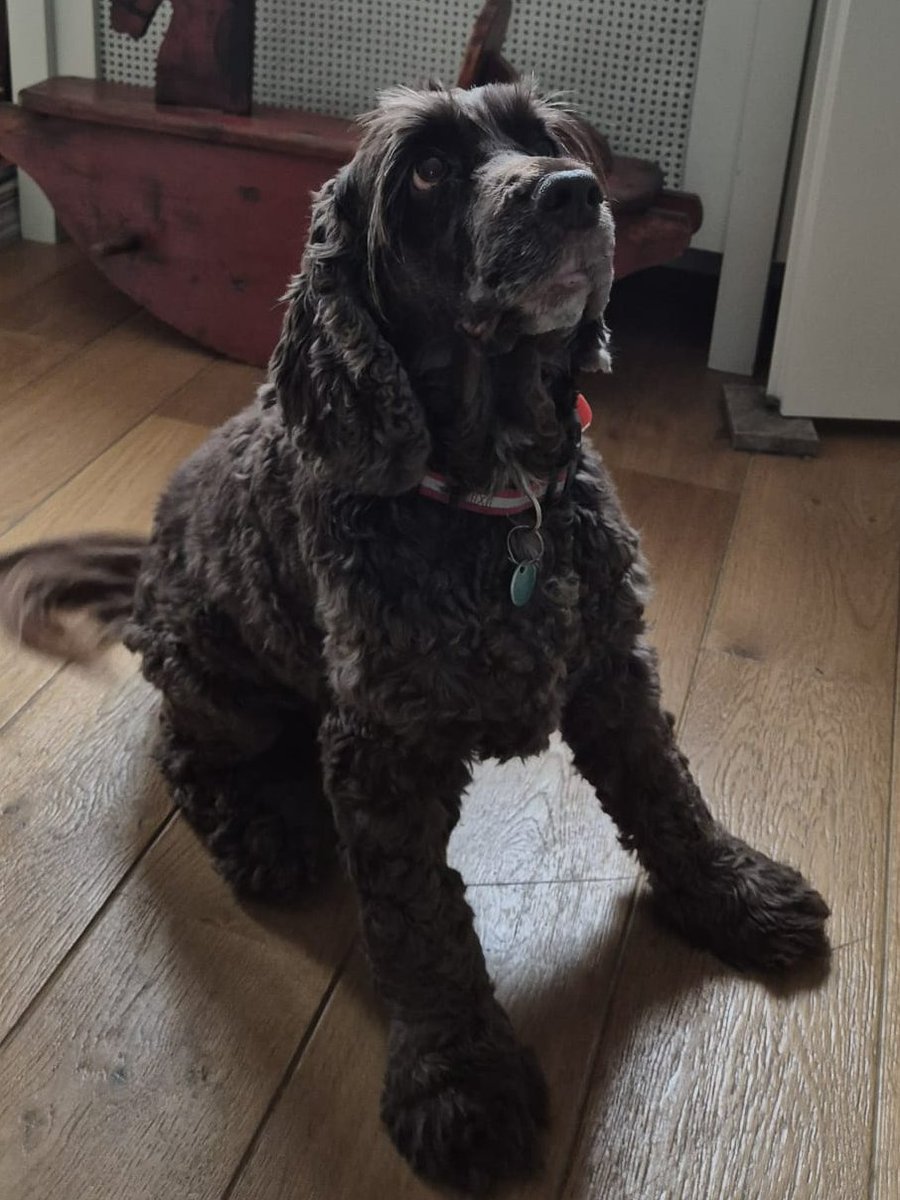 DeRavissante's tweet image. Adoptieoproep voor lieve Daantje – op zoek naar een warm thuis!
Maak kennis met Daantje, een super lieve en vriendelijke teef van 9 jaar (geboren april 2016) die op zoek is naar een nieuw thuis omdat haar beide eigenaren ernstig ziek zijn en niet meer voor haar kunnen zorgen.…
