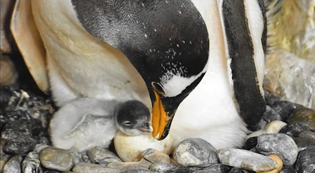 All'Acquario sono nati tre pulcini di pinguino.  Il sesso potrà stabilirlo solo l'analisi del Dna - VIDEO genovaquotidiana.com/2025/07/23/all…
