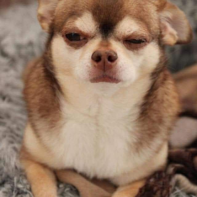 davidkerr1970's tweet image. Im 55, a grown ugly man in tears thinking about this wee stoater having to be put down tomorrow as she is in constant pain and suffering.
So many happy memories over the last 14 years x Goodbye Lucy my sweet wee pal.