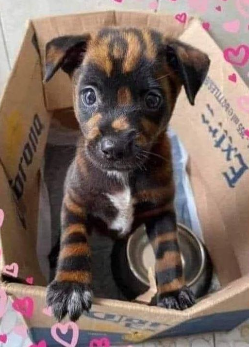 BestinDogs's tweet image. Please help me select a name for this adorable little pooch 🐶♥️