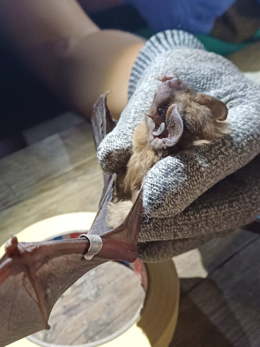 👉🏻 Además, el 22 de julio tuvo lugar el marcaje de la especie, una actividad clave de seguimiento científico, realizada por <a href="/ebdonana/">Estación Biológica de Doñana - CSIC</a> con la SGHN, ZBJ e <a href="/IREC_CSIC_UCLM/">IREC (CSIC, UCLM, JCCM)</a> Se recapturaron y marcaron 87 individuos.

📈 ¡Una gran noticia para la conservación de esta especie protegida!