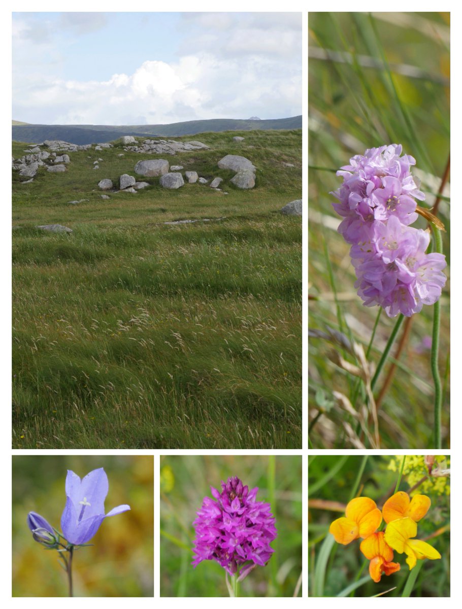 Tree_Folklore's tweet image. Sometimes the Irish coast is beautiful in its cloak of green and grey 🌨️💚

But it isn&apos;t. When we stop to take a look amongst the rocks and the grass it is awash with every colour of the rainbow 🌈