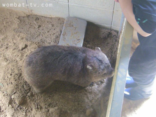 lucywombat5's tweet image. バットは、
なぜかひっくり返ってましたね〜。
2023/7
#ウォンバット　#五月山動物園
