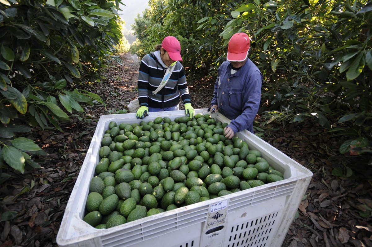 resisres's tweet image. 🚨🇲🇽🇧🇷 Brazil just opened its +200-million-person market to MEXICAN AVOCADOS for the first time, amid Trump’s tariff tantrums and disregard for trade deals.