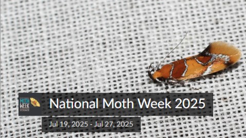 CWF_FCF's tweet image. Did you know there are endangered moths? In Canada the Pale Yellow Dune Moth is found exclusively in grasslands, active at dusk & early evening. Habitat loss is this species' biggest threat. Contribute moth observations this #NationalMothWeek 👉 bit.ly/453gAFQ