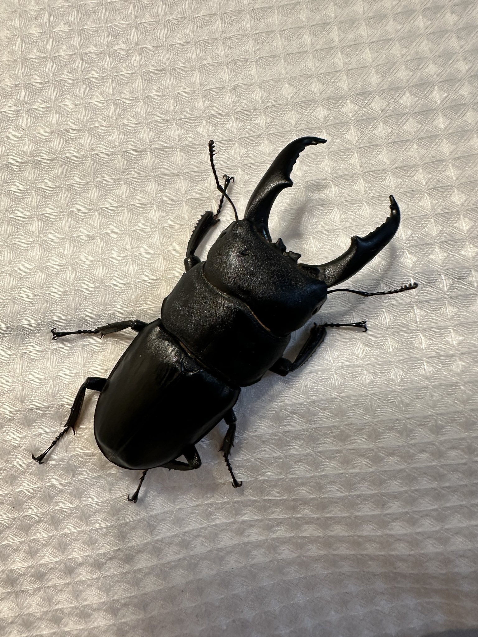 カブトムシでございます！ 国産カブトムシ（飼育品）☆♂LL・Lサイズ、♀フリー10ペア