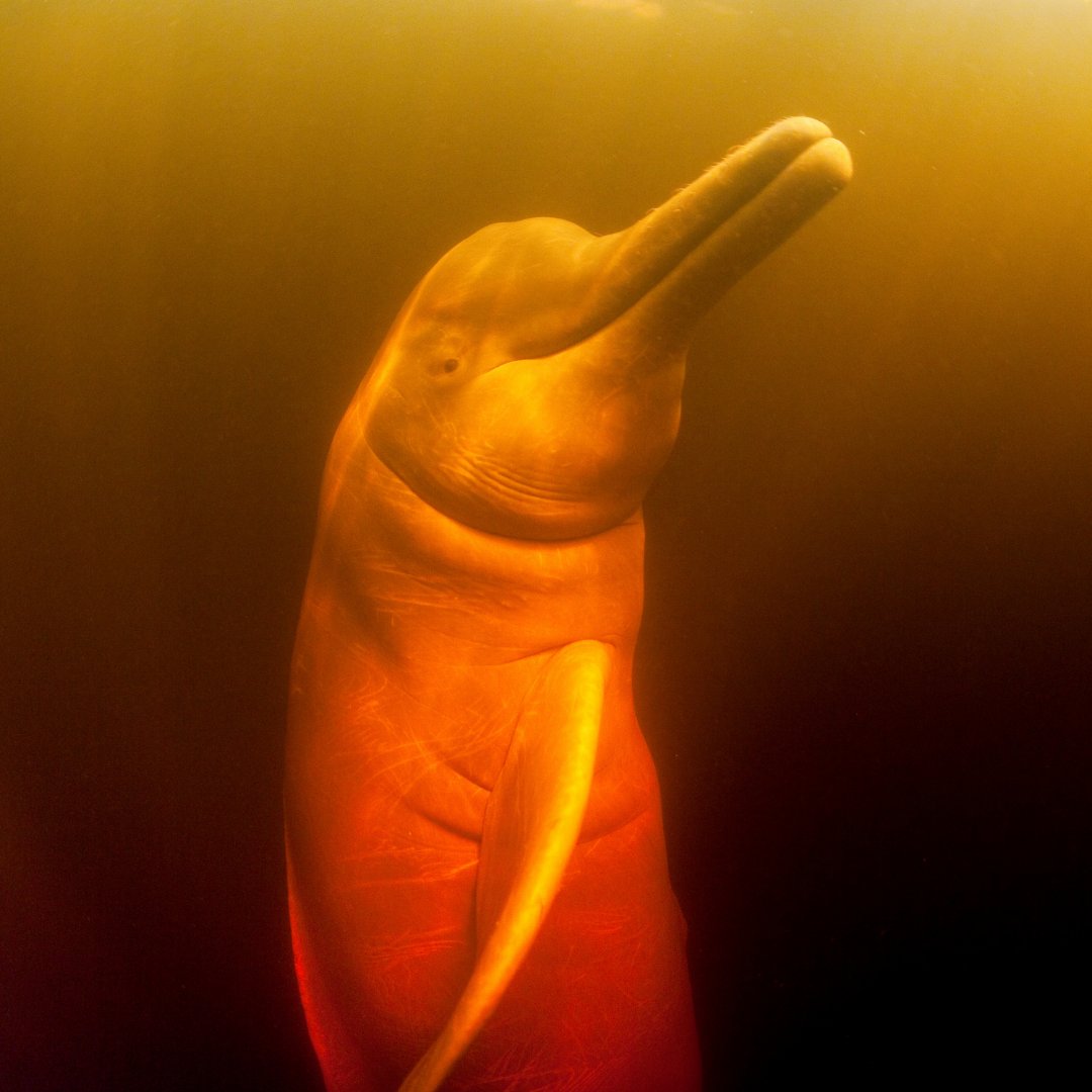 WWFFrance's tweet image. Avez-vous déjà vu un dauphin...rose ? 💕 
 
C’est la journée mondiale des dauphins ! Et on vous en présente un plutôt méconnu👇 
 
Aussi appelée “boto”, ce dauphin vit notamment dans la rivière Amazone.  
Et contrairement à ces cousins, il possède un cou flexible ! Pratique pour…