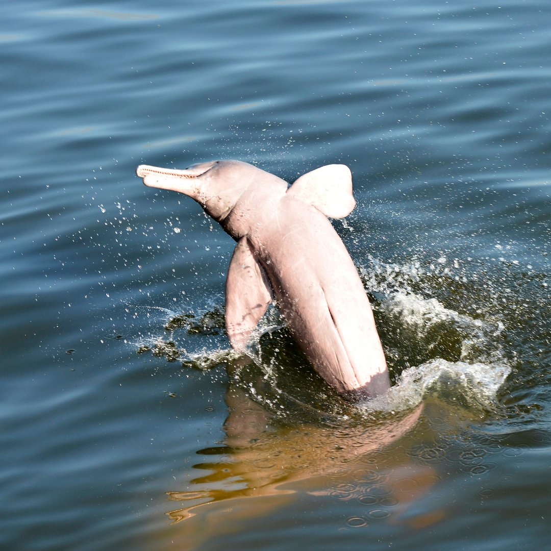 WWFFrance's tweet image. Avez-vous déjà vu un dauphin...rose ? 💕 
 
C’est la journée mondiale des dauphins ! Et on vous en présente un plutôt méconnu👇 
 
Aussi appelée “boto”, ce dauphin vit notamment dans la rivière Amazone.  
Et contrairement à ces cousins, il possède un cou flexible ! Pratique pour…