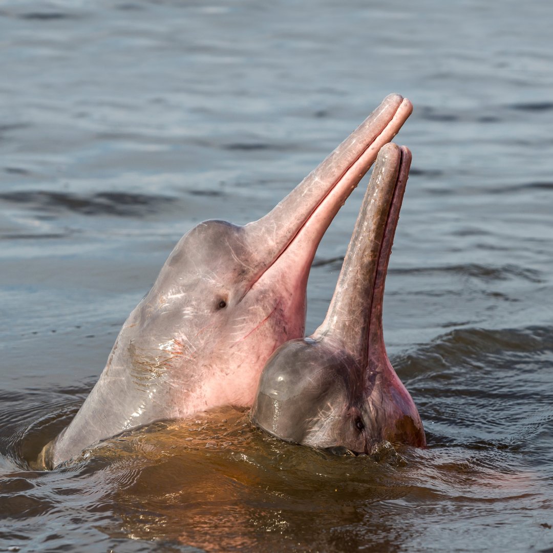 WWFFrance's tweet image. Avez-vous déjà vu un dauphin...rose ? 💕 
 
C’est la journée mondiale des dauphins ! Et on vous en présente un plutôt méconnu👇 
 
Aussi appelée “boto”, ce dauphin vit notamment dans la rivière Amazone.  
Et contrairement à ces cousins, il possède un cou flexible ! Pratique pour…