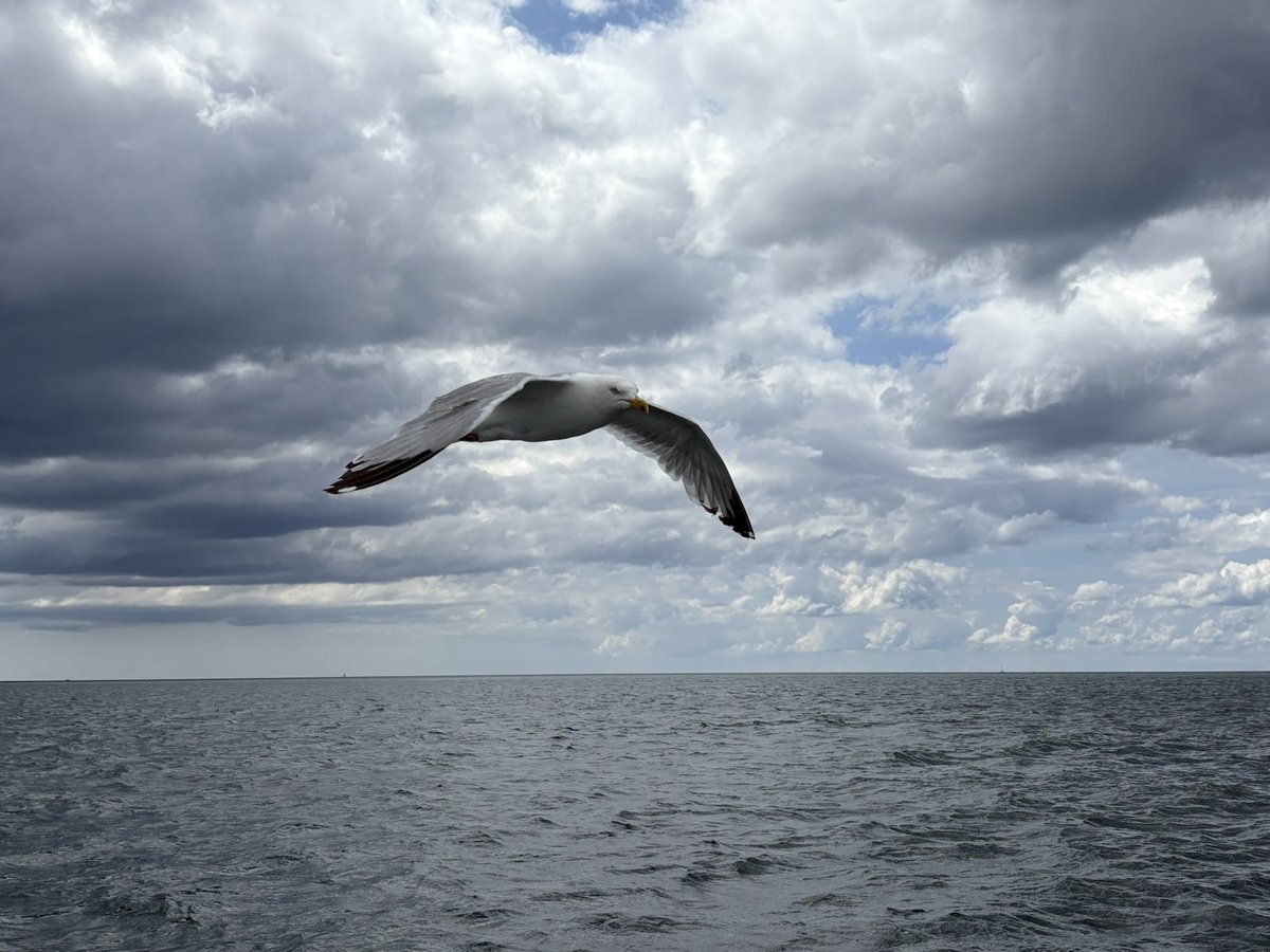 c_dodson_thatch's tweet image. Taking Sam sea fishing for the first time at Looe. Great time, caught quite a few, disappointingly didn’t see Captain Pugwash or Roger the cabinboy