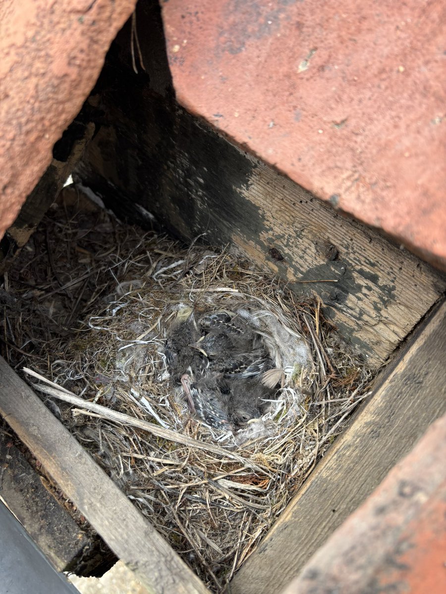 GrahamDenny9's tweet image. Had a mooch with @BTO_Suffolk @LassHill @kupe1515 at the farm loads to see even on a overcast day ! Pied wagtail had 4 second brood @barry_woodhous7 ringed a 100odd ,and a soldier fly nomad mimic? ?@FarmInvertsUK @StevenFalk1 @RabKing___aye @FWAGeast @Gameandwildlife @MeganRural