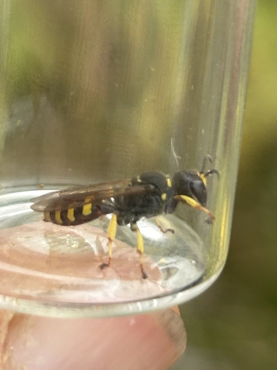 GrahamDenny9's tweet image. Had a mooch with @BTO_Suffolk @LassHill @kupe1515 at the farm loads to see even on a overcast day ! Pied wagtail had 4 second brood @barry_woodhous7 ringed a 100odd ,and a soldier fly nomad mimic? ?@FarmInvertsUK @StevenFalk1 @RabKing___aye @FWAGeast @Gameandwildlife @MeganRural