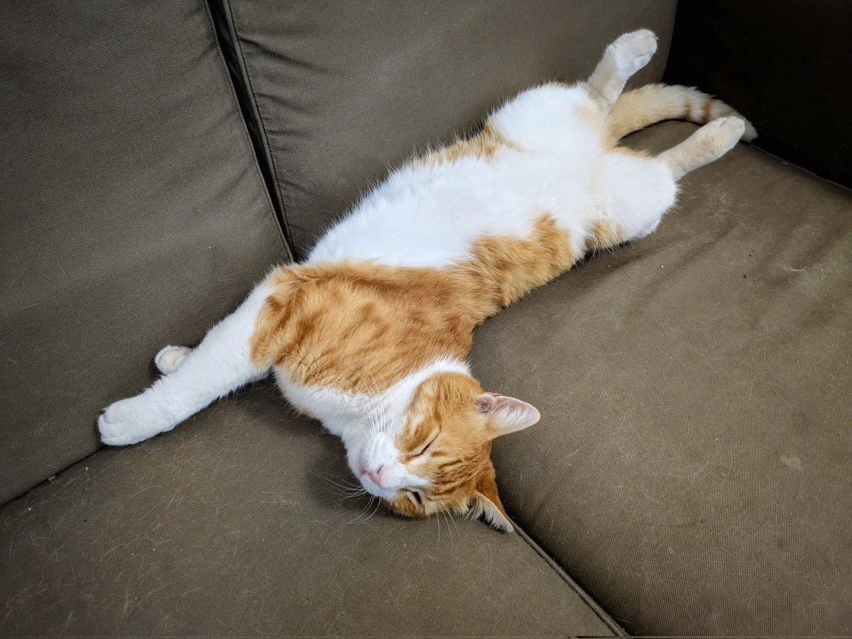 VerminusM's tweet image. Ladies and gentlemen, I'm sorry to inform you that the cat has gotten silly.