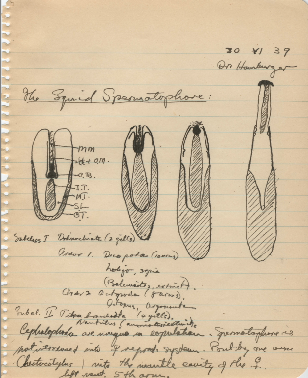 MBLScience's tweet image. John Philip Trinkaus, a student in the 1939 Embryology course, left us with his drawings that show 'presumptive regions' in Trout, Fundulus, Dog fish, and Urodele; development of circulatory system of Teleost; and a squid spermatophore.
bit.ly/4eZWxfU