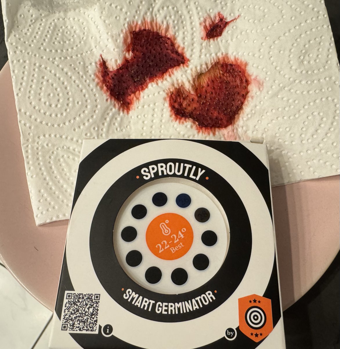 Spike (@spikeingermany) on Twitter photo My youngest wants to test the Sproutly Seed Germinator as she has been down on her luck with strawberries this year.
<a href="/KannabiaSeeds/">Kannabia Seeds</a> does she have your approval?
If yes, I'd be willing to upkeep a grow diary of the progress over at @growdiaries My youngest wants to test the Sproutly Seed Germinator as she has been down on her luck with strawberries this year.
<a href="/KannabiaSeeds/">Kannabia Seeds</a> does she have your approval?
If yes, I'd be willing to upkeep a grow diary of the progress over at @growdiaries