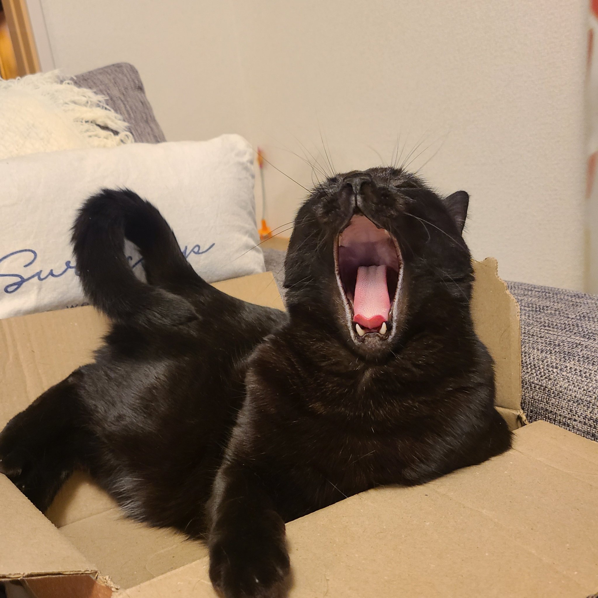 あくびねこページ ばしょう on X: 