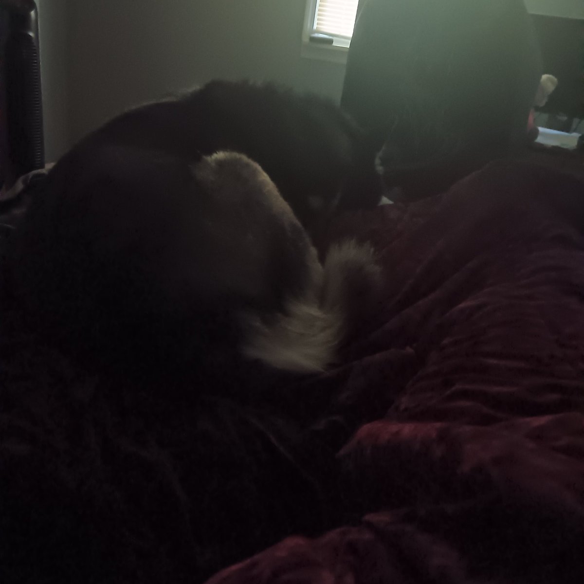 EmberTailTTV's tweet image. Help, I cant get out of bed
An eepy doge is holding me hostage
