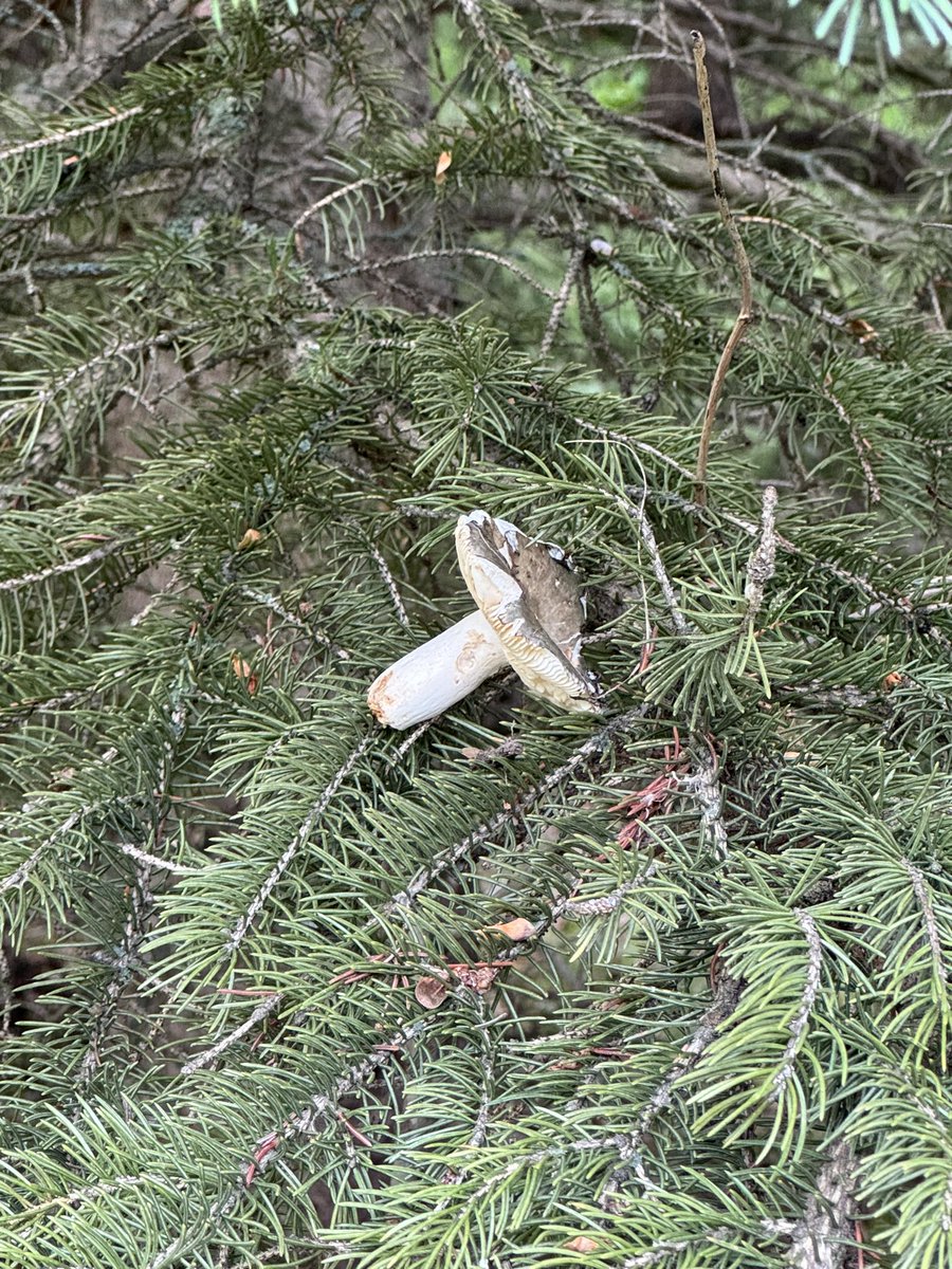 cloverkuri's tweet image. Who tf left their mushroom in this tree