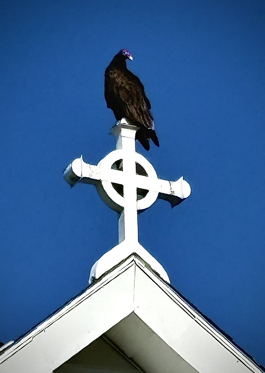 Good morning.
First turkey vulture I’ve ever seen in this area.
Massive bird.
