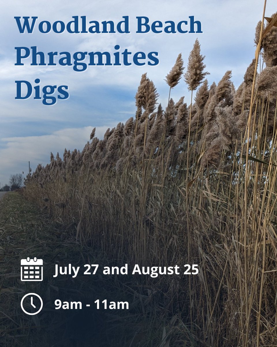 Township of Tiny (@tinytownship) on Twitter photo 🌿🌊Help protect our beautiful shoreline by volunteering at the Woodland Beach Association’s phragmites digs! All equipment provided.
📍Where: Archer Road and Tiny Beaches Road S
📅 When:
Sunday, July 27, 9–11 AM
Sunday, August 24, 9–11 AM
Questions? Contact lbradshaw@aems.ca 🌿🌊Help protect our beautiful shoreline by volunteering at the Woodland Beach Association’s phragmites digs! All equipment provided.
📍Where: Archer Road and Tiny Beaches Road S
📅 When:
Sunday, July 27, 9–11 AM
Sunday, August 24, 9–11 AM
Questions? Contact lbradshaw@aems.ca