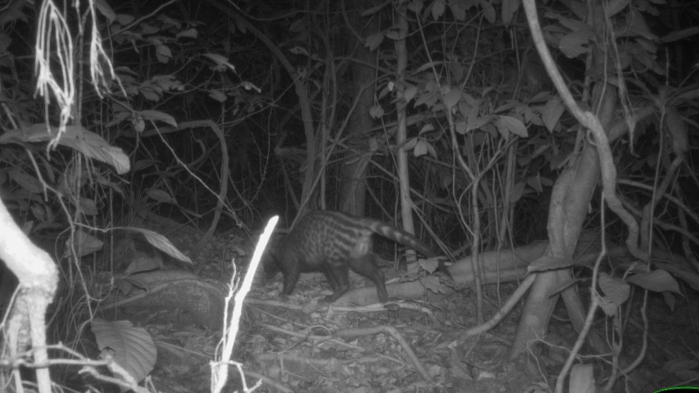 WCS_Nigeria's tweet image. 📸 Camera Trap Picture of the Week
African Civet is one of  forest’s most intriguing nocturnal wanderers.
 
🌿 They use scent glands to mark territory. These secretions - civetone, were once a prized ingredient in perfumes! 

📸 Okwangwo division, Cross River National Park