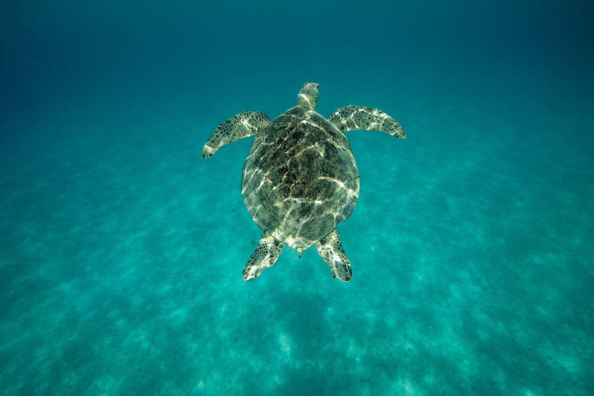 Sea turtles, silent currents, and a world untouched.
Shot by #NikonCreator Amit Adhikari.

Shot on Nikon Z 8, NIKKOR Z 14-30mm f/4 S

For information on products, offers and more, visit nikon.co.in

#Nikon #NikonIndia #NIKKOR #NikonZ8 #ReadyAction #oliveridleyturtle