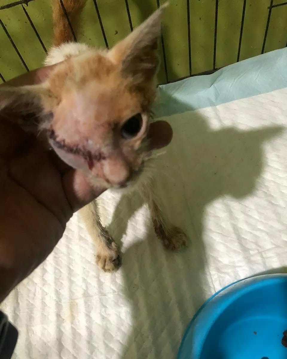 u9jqt136972jdjc's tweet photo. 🚨URGENT UPDATE 😭💔
My vet will be observing her closely over the next few days.

I still need approximately $310 for surgery, treatment, and inpatient care😥🙏🙏🙏

Donate through link inbio to help🙏

#catsofinstagram #Catslover #cats #kittylove #donate #poorcats #helpcats https://t.co/Aw3i1Cw5qH