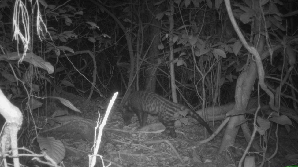 WCS_Nigeria's tweet image. 📸 Camera Trap Picture of the Week
African Civet is one of  forest’s most intriguing nocturnal wanderers.
 
🌿 They use scent glands to mark territory. These secretions - civetone, were once a prized ingredient in perfumes! 

📸 Okwangwo division, Cross River National Park