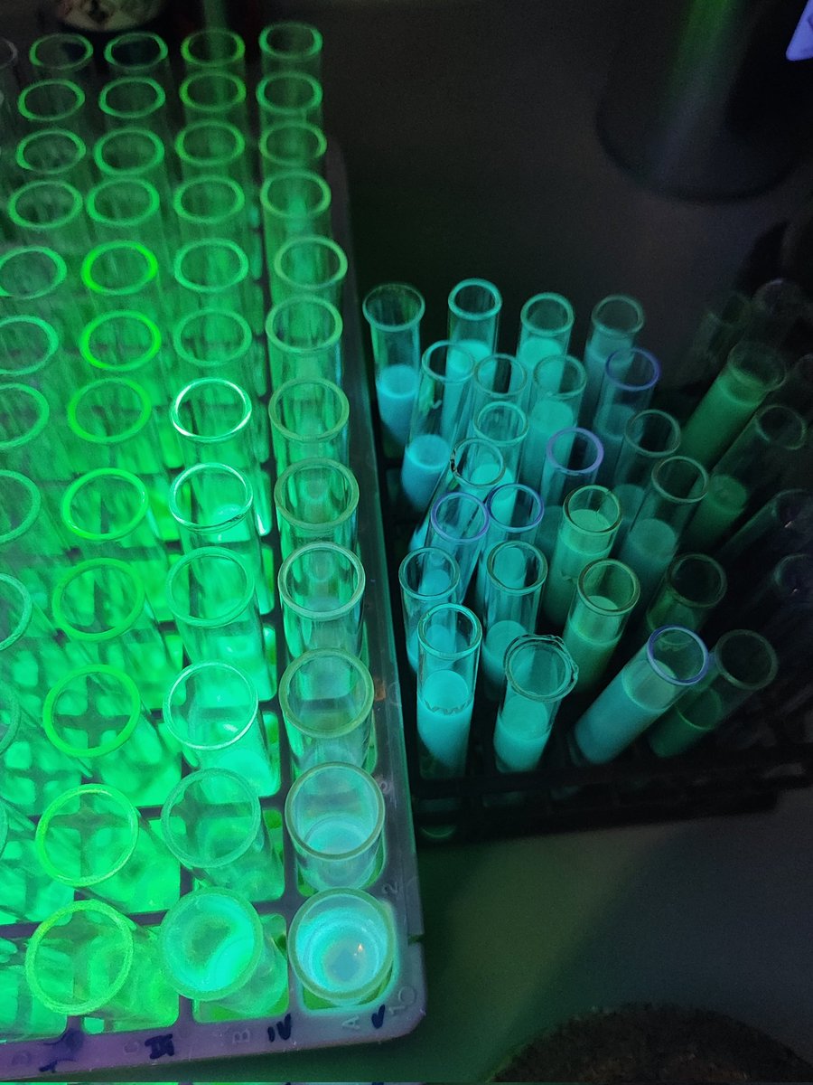Colorful columns and glowing fluorescence 🧪Small things that brighten the lab day! ✨⚗️