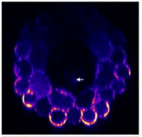 KevinRobePhD's tweet image. Happy to share our latest paper on metal nutrition in plants, with a special focus on zinc ! 🌱
journals.plos.org/plosgenetics/a…
#Arabidopsis #Zinc #Transporter #ZIP