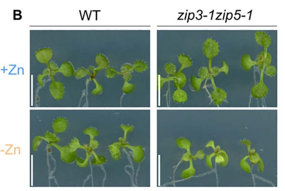 KevinRobePhD's tweet image. Happy to share our latest paper on metal nutrition in plants, with a special focus on zinc ! 🌱
journals.plos.org/plosgenetics/a…
#Arabidopsis #Zinc #Transporter #ZIP