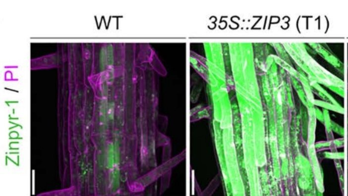 KevinRobePhD's tweet image. Happy to share our latest paper on metal nutrition in plants, with a special focus on zinc ! 🌱
journals.plos.org/plosgenetics/a…
#Arabidopsis #Zinc #Transporter #ZIP