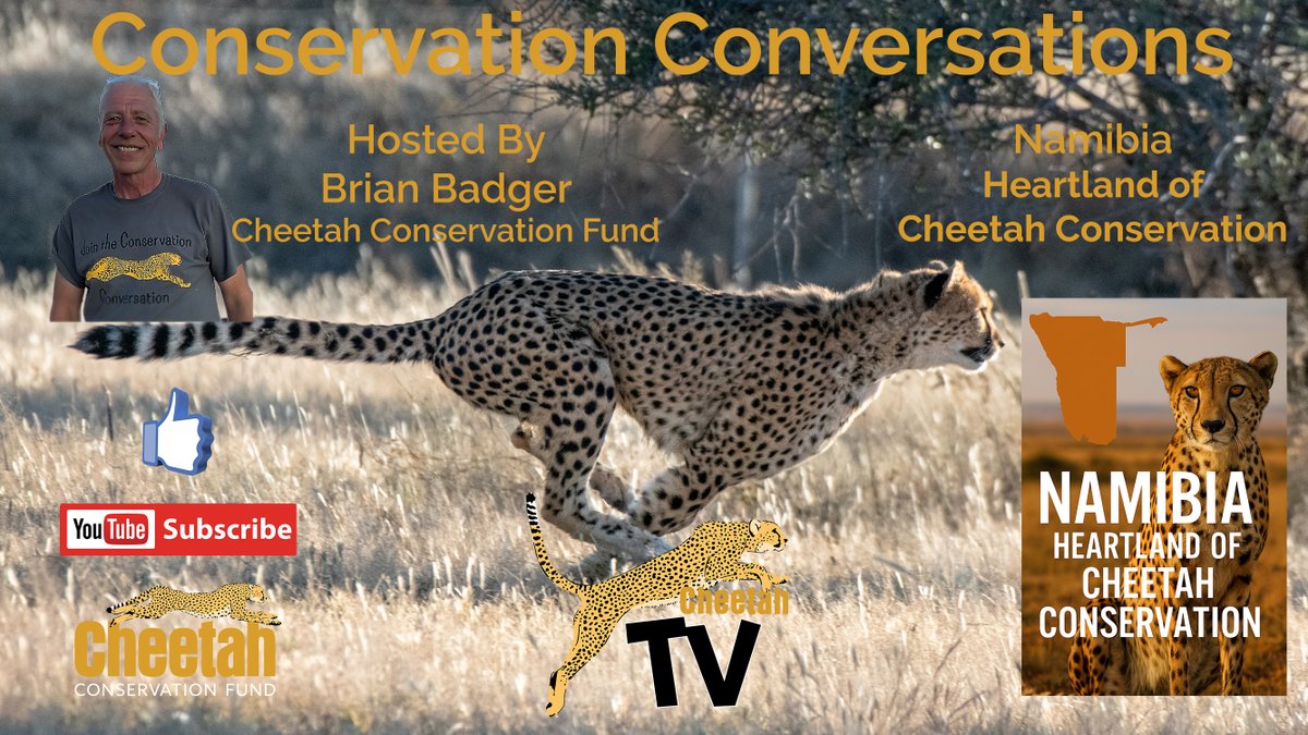 CCFCheetah's tweet image. Be sure to catch the new episode of CheetahTV, today at 1 pm EST! This week, host Brian Badger takes viewers on a fast-paced journey through Cheetah Conservation Fund's (CCF) frontline efforts to keep #cheetahs in the #wild in #Namibia, the country appropriately dubbed the…