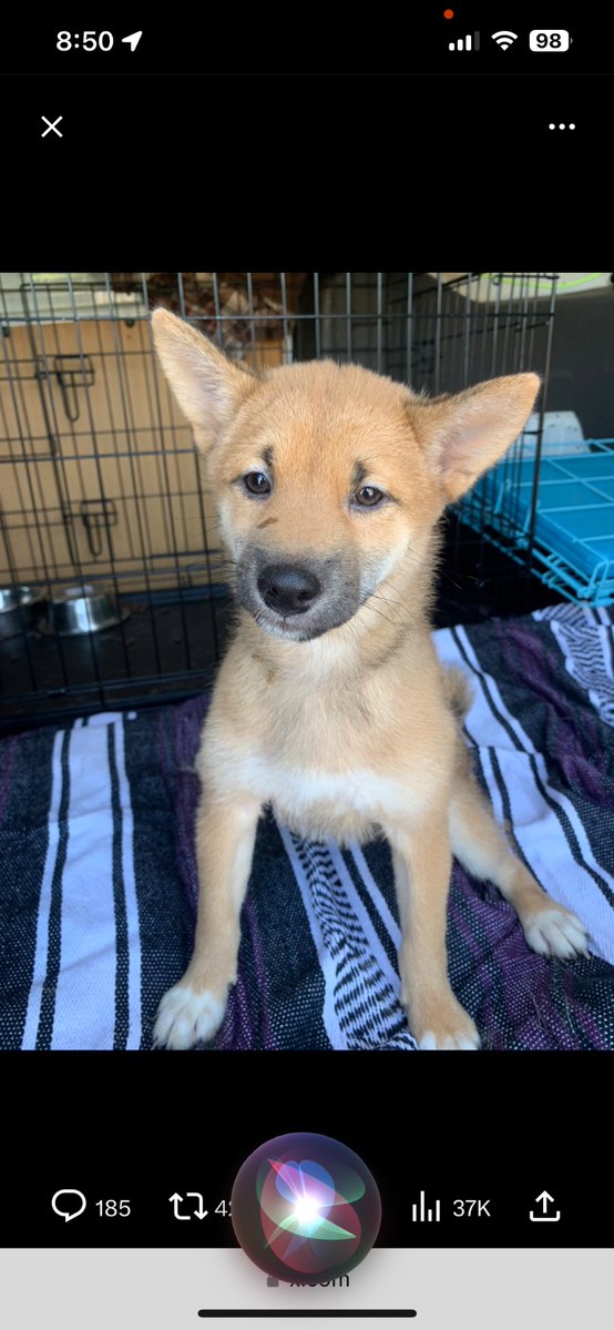 SpaceCowgirlTex's tweet image. #shibainu 10 years after my last Shiba went onto her reward, I waited and waited for the right puppy. I didnt meet her as a puppy and always wondered what they were like! I'm loving every minute thanks, for all you do
@ballsdeepindoge
🙏🏼 Ju-san of the Frontier
🇨🇱🎵🇨🇱